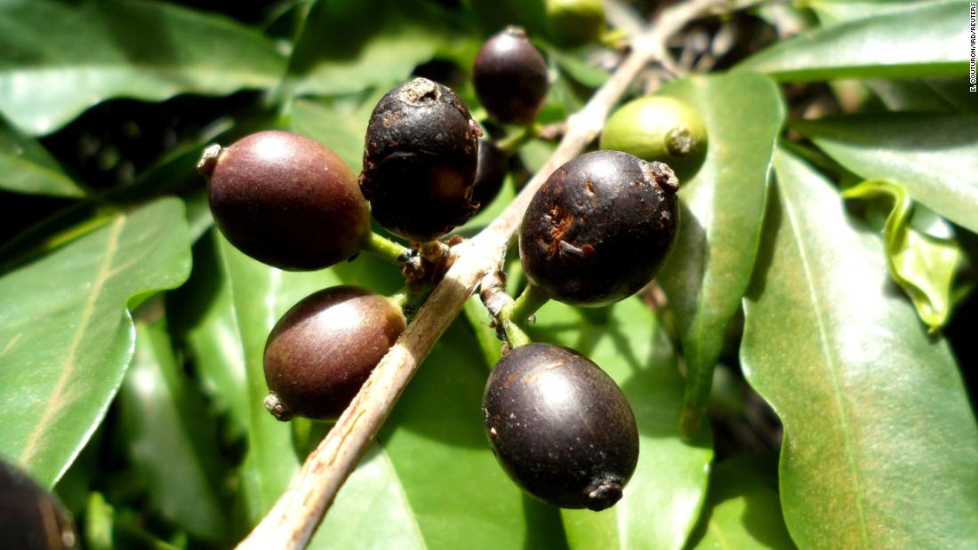 Forgotten for half a century, this rare bean could save Sierra Leone's coffee industry