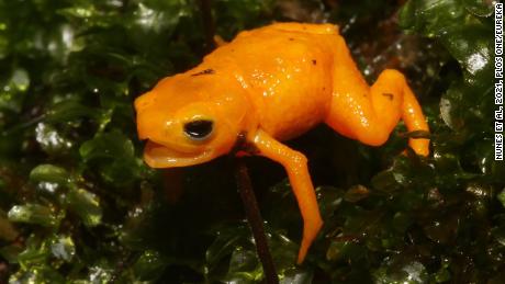 These bright orange amphibians secrete a poison that can be dangerous to humans.