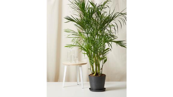 Extra-Large Bamboo Palm