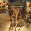 03 sabertooth cat baby mammoths SCLI INTL