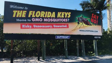Local residents in the Florida Keys continue to protest the release of &quot;mutant&quot; mosquitoes.