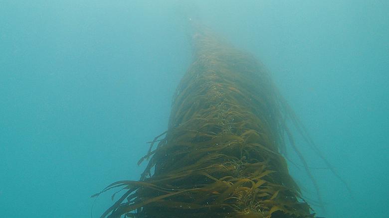 The kelp in the Gulf of Maine's waters