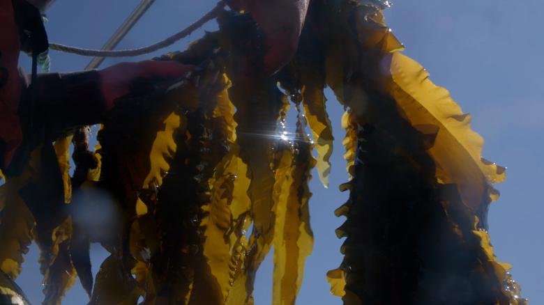 Some of the kelp that Running Tide Technology is
              growing