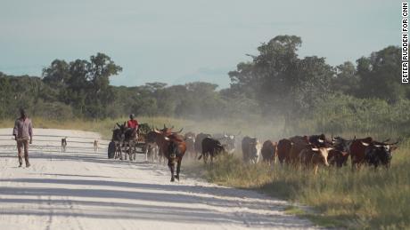 Farmers move cattle within the area ReconAfrica has gained rights to. Climate scientists warn that in just 30 years, unless aggressive mitigation efforts are imposed, the way of life in Kavango will be untenable.