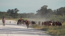 Farmers move cattle within the area ReconAfrica has gained rights to. Climate scientists warn that in just 30 years, unless aggressive mitigation efforts are imposed, the way of life in Kavango will be untenable.