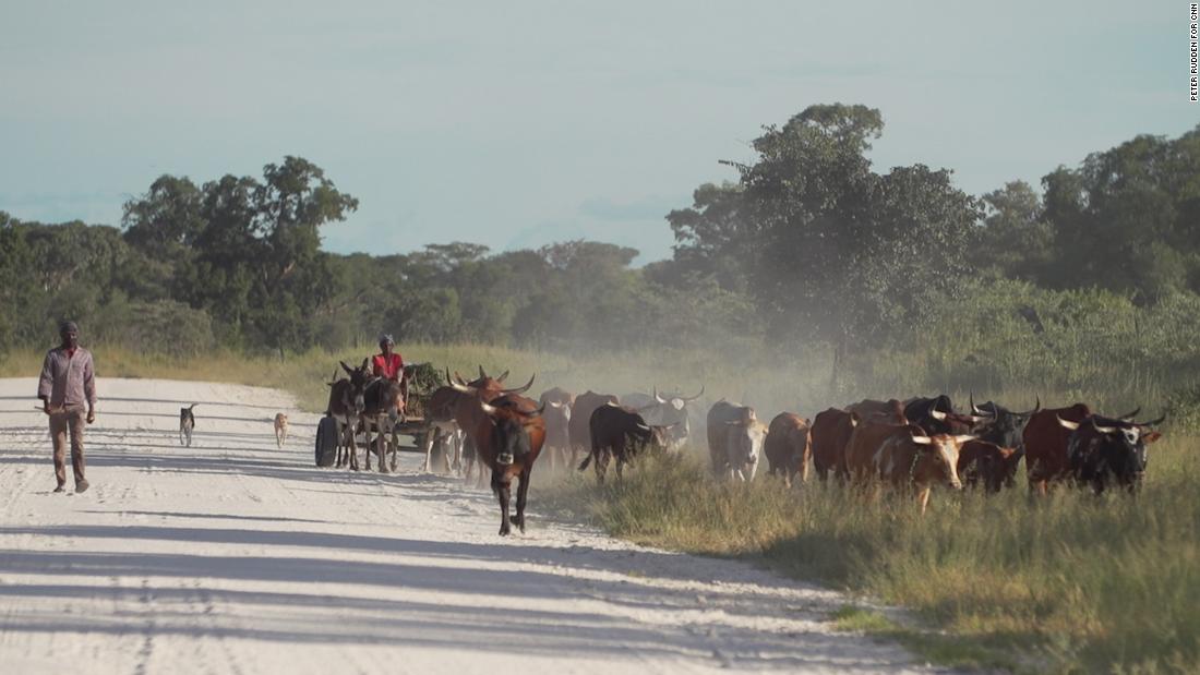 Farmers move cattle within the area ReconAfrica has gained rights to. Climate scientists warn that in just 30 years, unless aggressive mitigation efforts are imposed, the way of life in Kavango will be untenable.