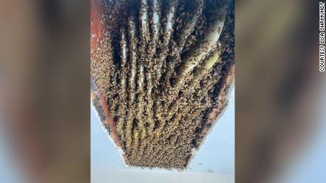 A Georgia woman was shocked to find over 100,000 bees in her home for the second time 