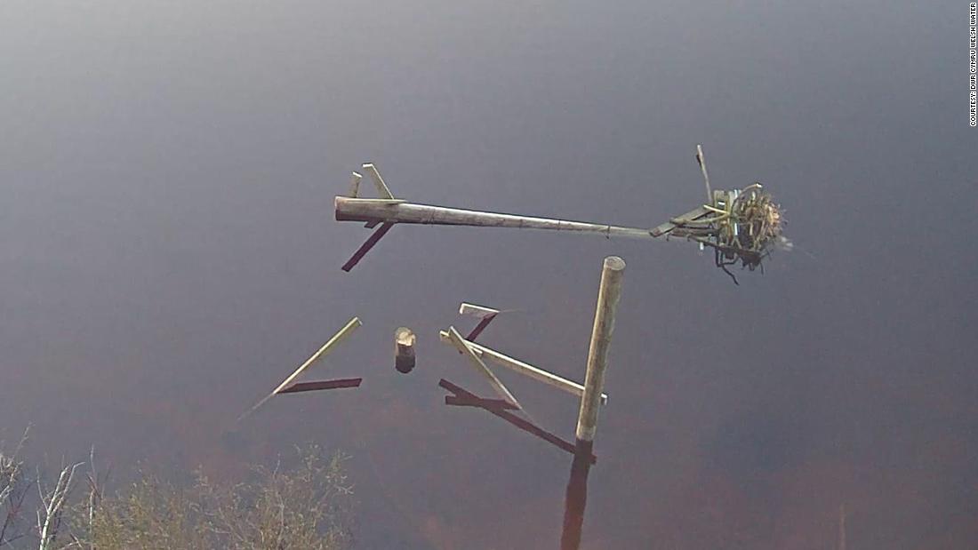 A rare and protected Osprey nest was chopped down in Wales, police say