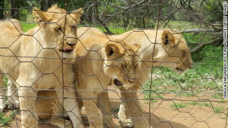 Lions are seen at a lion breeding ranch in Vrede, South Africa, in 2015. 