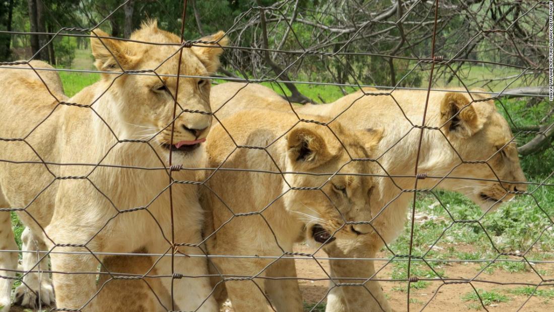 South Africa to clamp down on captive lion breeding
