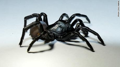 Mysterious, new tarantula-like spider identified in the Florida Everglades