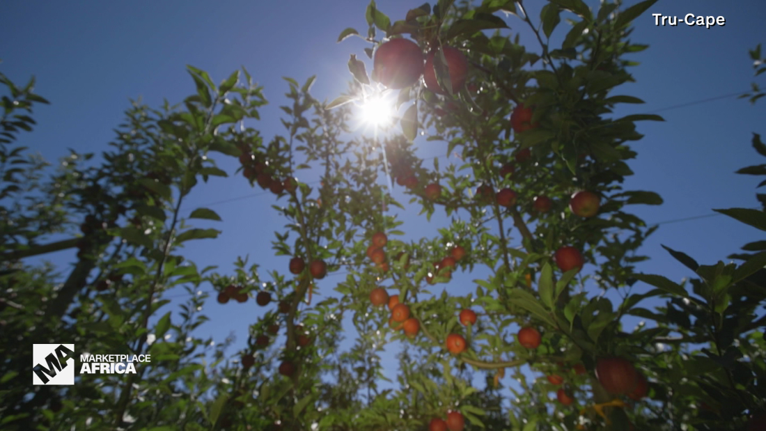 How This South African Apples And Pears Company Grew Its Social Media Presence Cnn Video