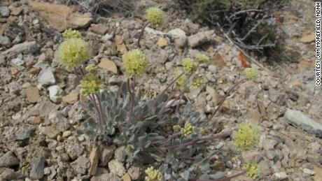 Tiehm&#39;s buckwheat grows in a remote part of Nevada.