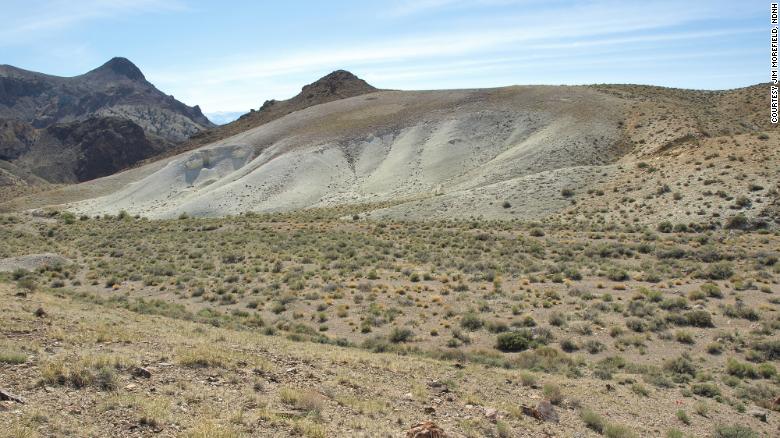 Tiehm&#39;s buckwheat was discovered in 1983. It only grows in a small section of Nevada&#39;s desert.