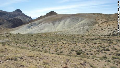 Tiehm&#39;s buckwheat was discovered in 1983. It only grows in a small section of Nevada&#39;s desert.