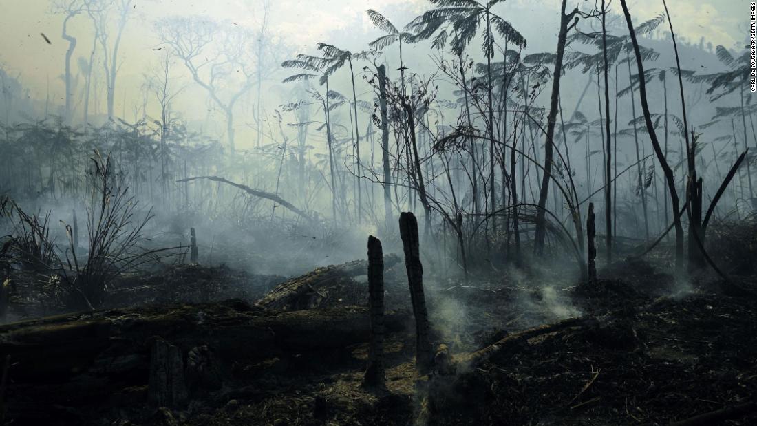 Aldi and other big grocers threaten to boycott Brazil over deforestation in the Amazon