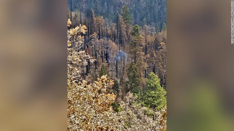 A giant Sequoia tree in California is still smoldering from last year’s Castle Fire