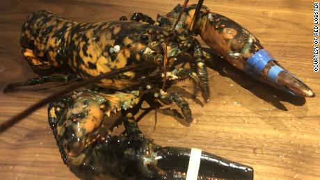 An extremely rare calico lobster was rescued from a Red Lobster in Virginia