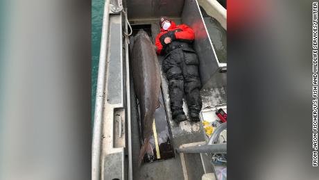 The fish, assumed to be female, was caught in the Detroit River.