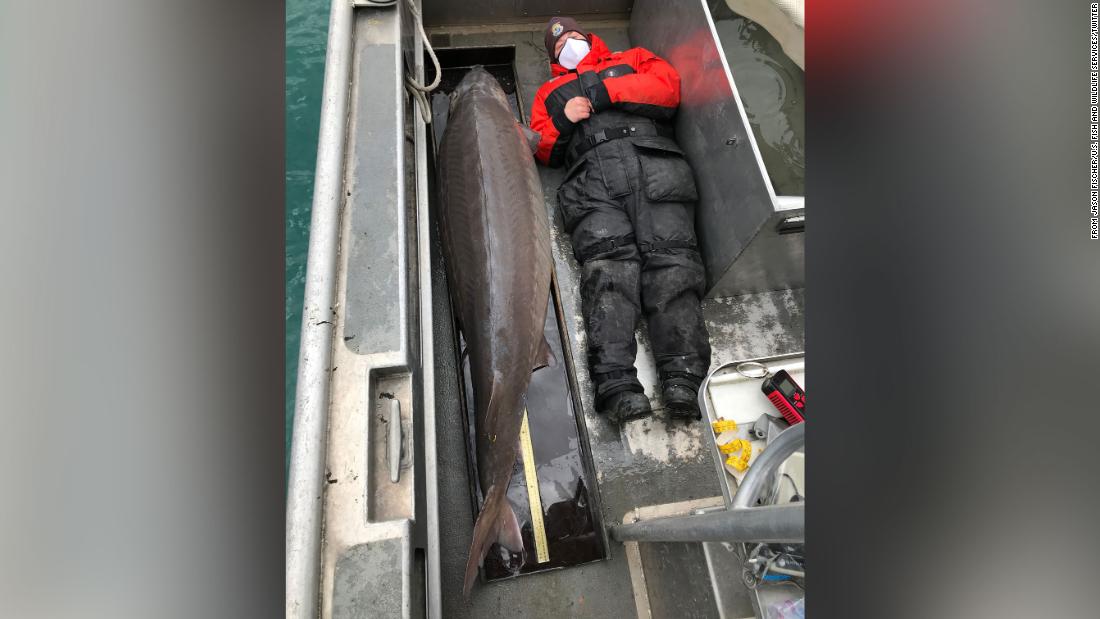 Giant 'river monster' fish found in Detroit River may be over 100 years old