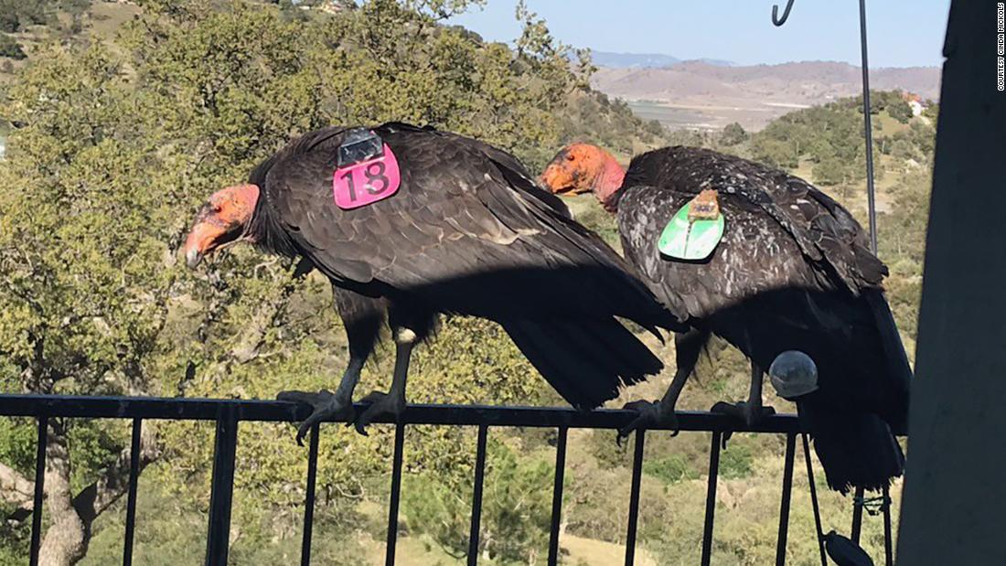 Group of endangered condors take up residence outside of a California woman's home