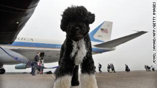 US First Family dog Bo waits to board the the Air Force One in Cape Cod on Martha&#39;s Vineyard, Massachusetts, on August 30, 2009 en route to Washington, DC. 