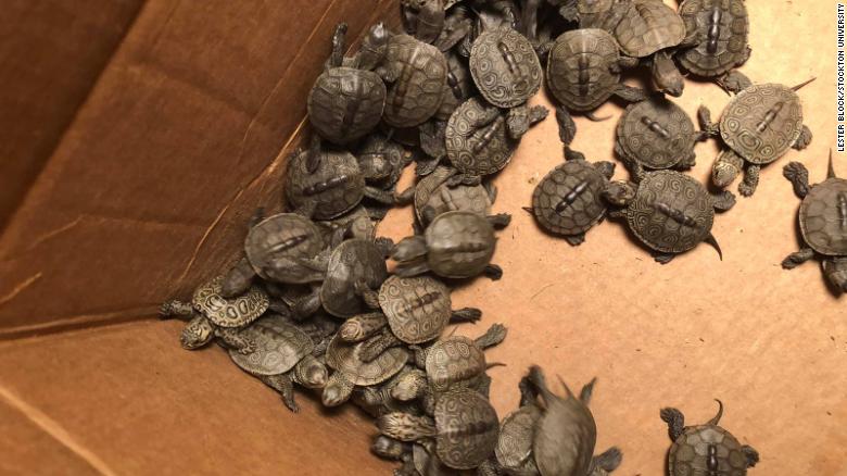A New Jersey university is caring for more than 800 baby turtles rescued from storm drains