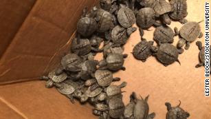 The Oregonian: Inside the Preserve That's Bringing Baby Turtles