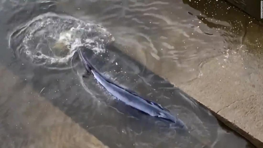 Les sauveteurs s’efforcent de libérer les baleines échouées dans la Tamise, à Londres