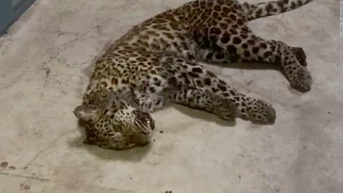 Three leopards escaped a safari park in one of China's biggest cities. It took staff a week to sound the alarm