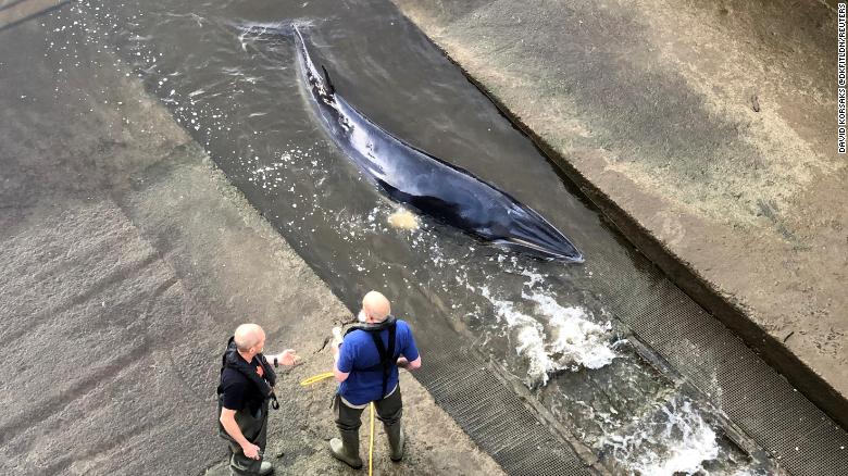 See stranded whale rescued in London's River Thames 