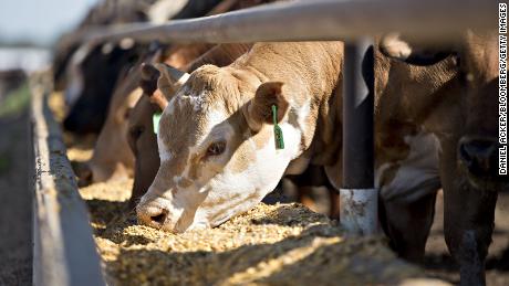 Beef cattle eat grain-based rations at a ranch in Texas. A new study links thousands of premature deaths to particle pollution generated by agricultural production.