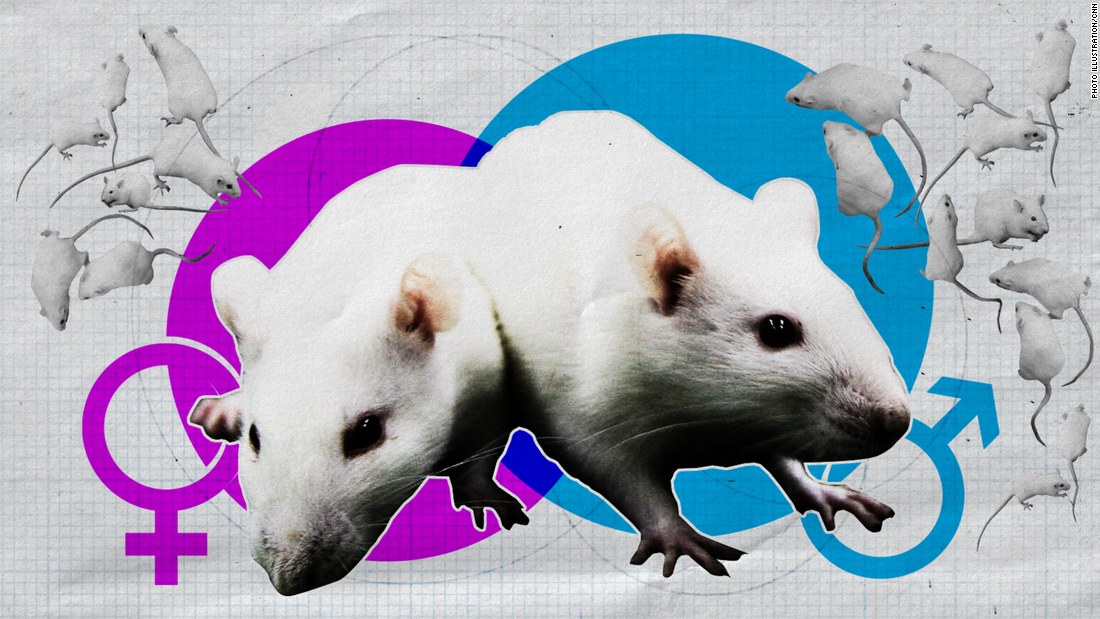 Lab rats are overwhelmingly male, and that's a problem