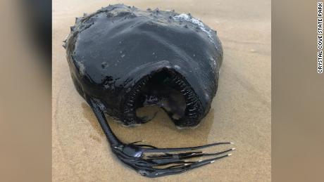 The angler fish washed ashore at the Crystal Cove State Park in California.