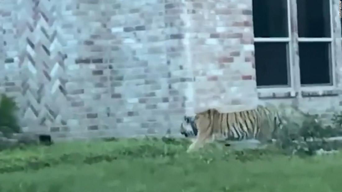 Man City flop risks animal rights outrage as he's filmed walking his pet  TIGER on the street