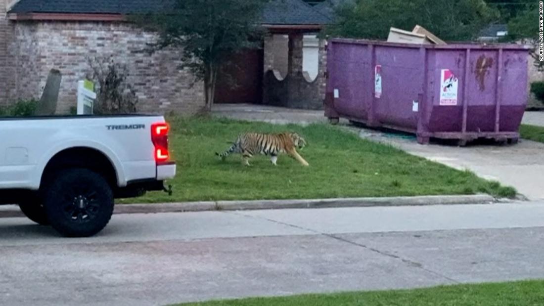 A tiger seen roaming a Houston yard is nowhere to be found 3 days later. A 'Tiger King' star says she's extremely worried