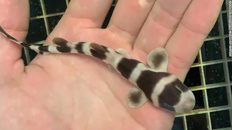Scientists bring to life nearly 100 baby sharks through artificial insemination