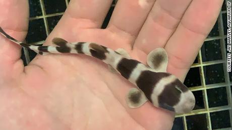 A newly hatched bamboo shark born via artificial insemination.