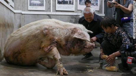 Zhu Jiangqiang's former owners feed him at the Jianchuan Museum on May 12, 2021 in Chengdu, China.