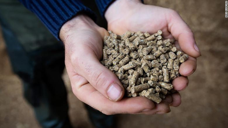 The supplement comes in the form of pellets that are mixed into the cow's feed twice a day.