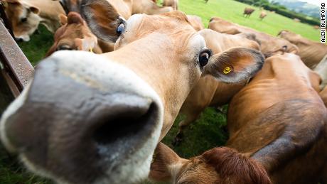 This supplement can reduce methane in cows and make farmers money