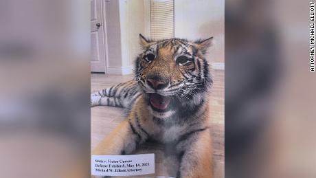 What we know about the Houston tiger that&#39;s been turned in after going missing for nearly a week