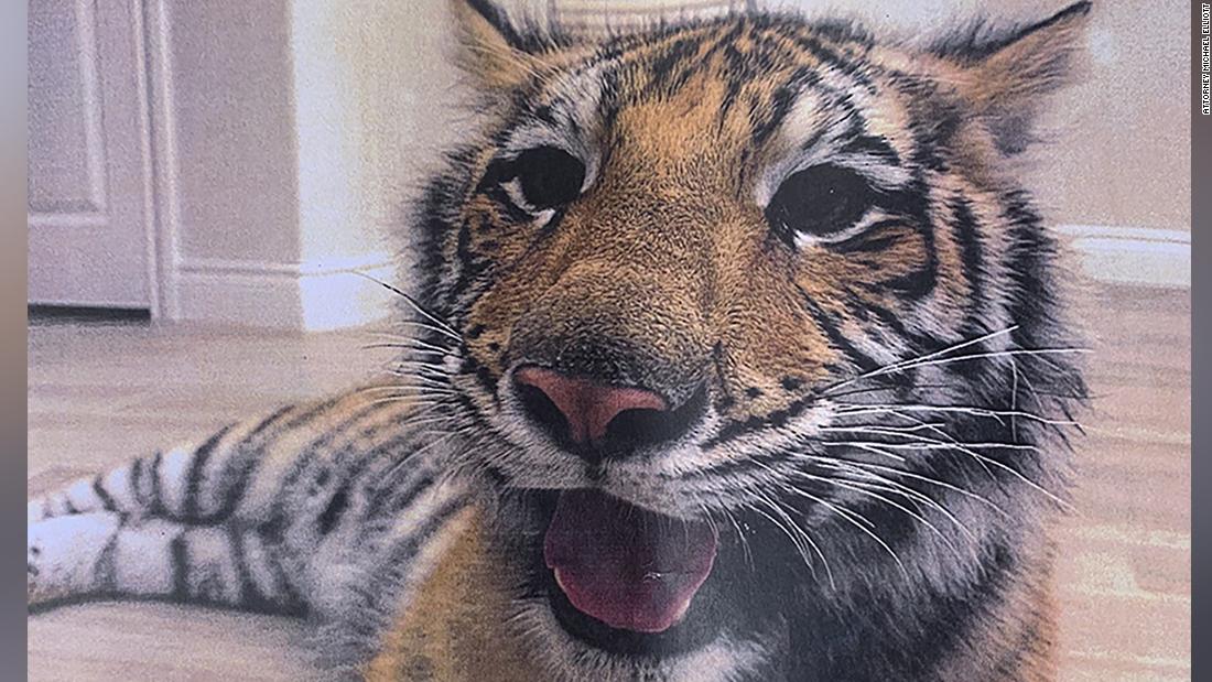 Houston police still don't know where a missing tiger is. Here's what we do know