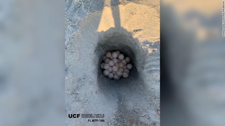 A loggerhead sea turtle was hit and killed by a car in Florida. Researchers saved dozens of her eggs