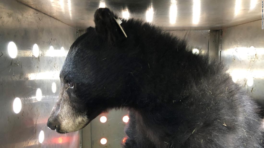 Black bear released into the wild after being burned in Colorado wildfire