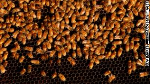 World Bee Day 21 5 Surprising Things About Bees Cnn