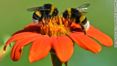 5 úžasných věcí o včelách na Světový den včel