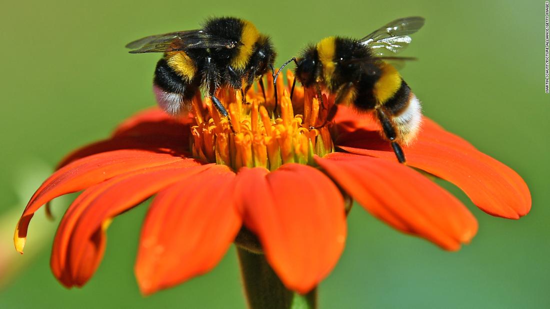 World Bee Day 21 5 Surprising Things About Bees Cnn