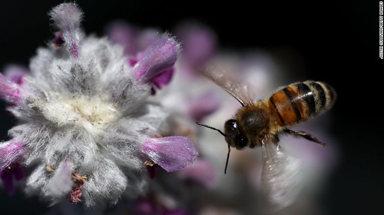 5 surprising things about bees on World Bee Day