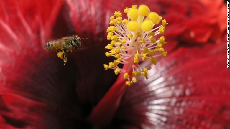 A bee pollinates a flower in Nova Friburgo, Rio De Janiero State, Brazil. 